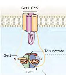 Transport of TA proteins into the ER Targeting to the correct membrane:
