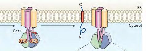 membrane in the correct topology: unclear The timing of these events are