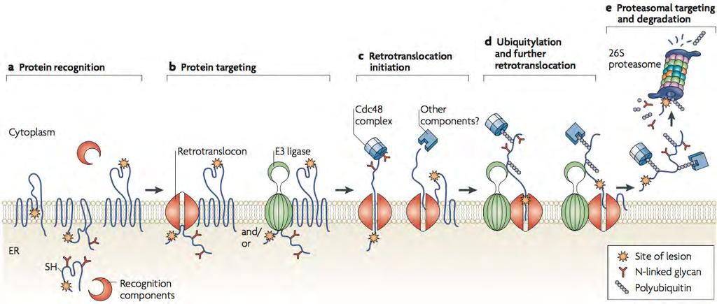 ER associated degradation (ERAD) Substrate recognition: only misfolded/unfolded proteins are targeted Retrotranslocation: misfolded protein reverse-translocated across ER