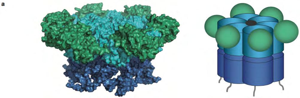 p97/vcp is a AAA ATPase with many functions p97/vcp