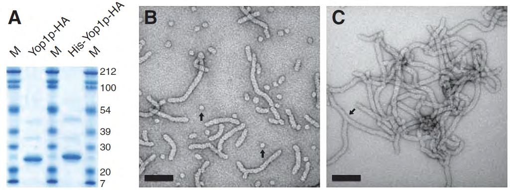 Tubulation of liposomes by Yop1 (A) His-tagged yeast Yop1 purified from E. coli.