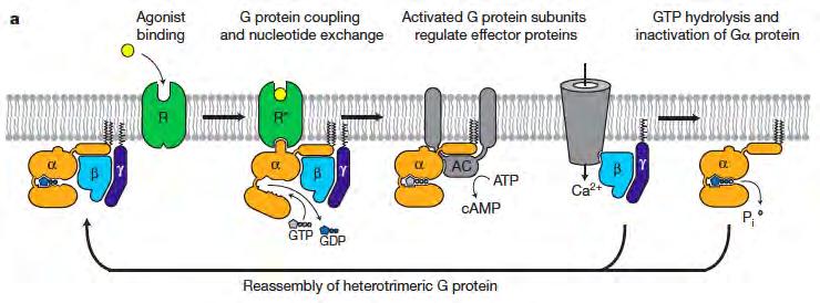 GPCRs Trimeric G-Proteins Ras-like Gα GTPase Domain Receptor 7-transmembrane helical domain