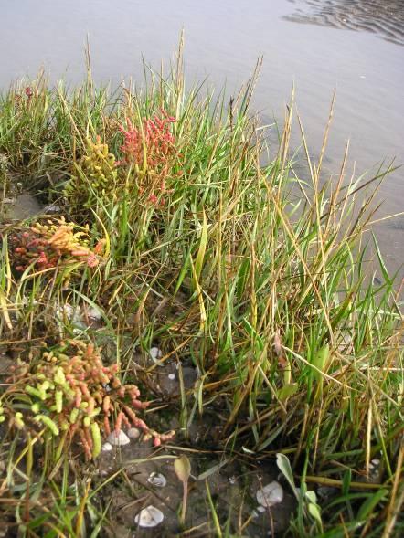 Spartina Salicornia V Holden Plate 3.6: Two characteristic colonising species of salt marsh vegetation. Plants have to tolerate very specific and harsh environmental conditions on salt marshes.