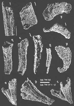 Figure 3. SEM photomicrographs of Precambrian Cambrian boundary marker protoconodonts from the Gangolihat Dolomite of Jhirauli Magnesite Mine, Inner Kumaun Lesser Himalaya.
