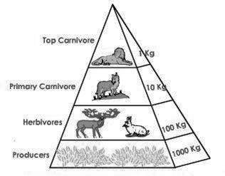 ECOLOGICAL PYRAMIDS An ecological pyramid is a diagram that shows the amount of that is contained within each trophic level in a food chain or food web. There are several types of Ecological Pyramids.