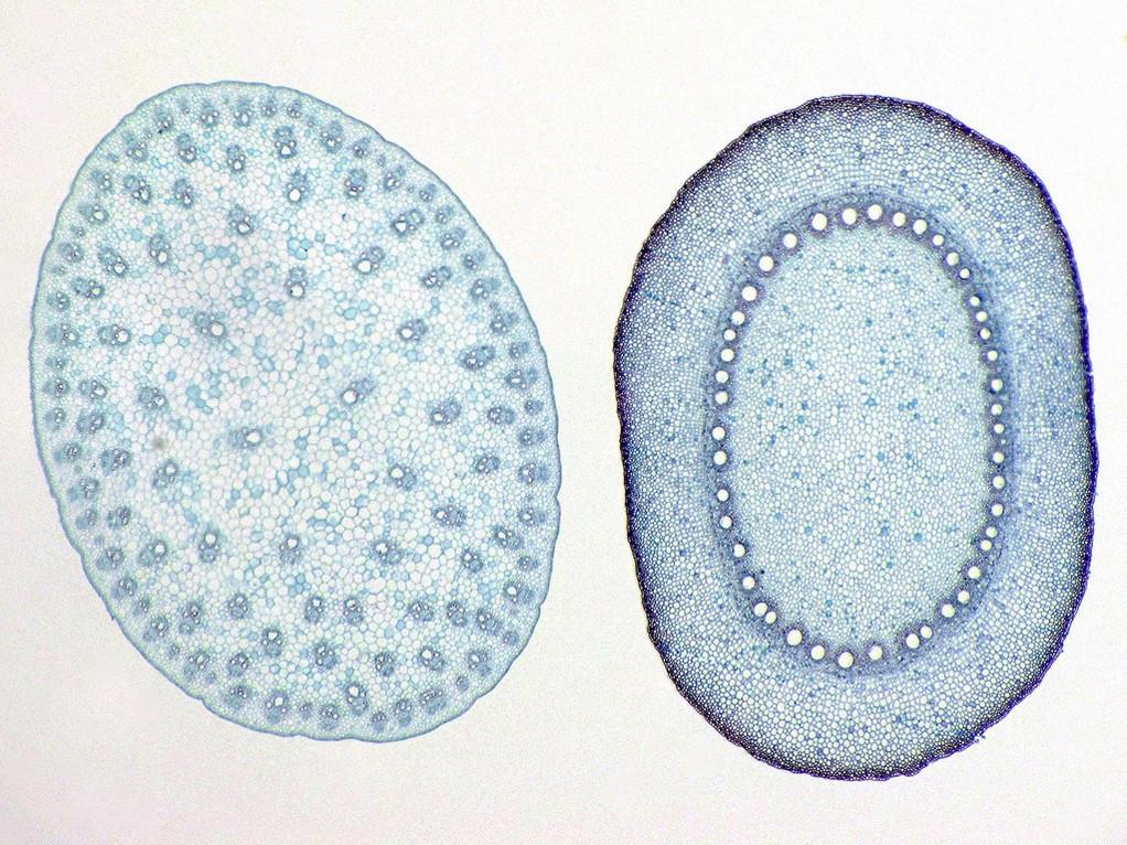 Zea mays stem (left) and root (right) cross sections Observe the difference in the arrangement of the vascular