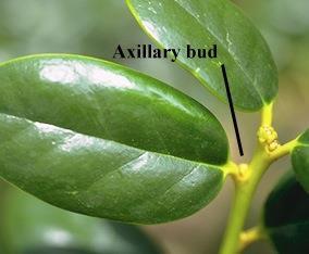 Stems o Lateral stems or branches may also grow at a node, from the axillary bud (in the leaf axil) o If anything were to happen to the leaf, the axillary bud would