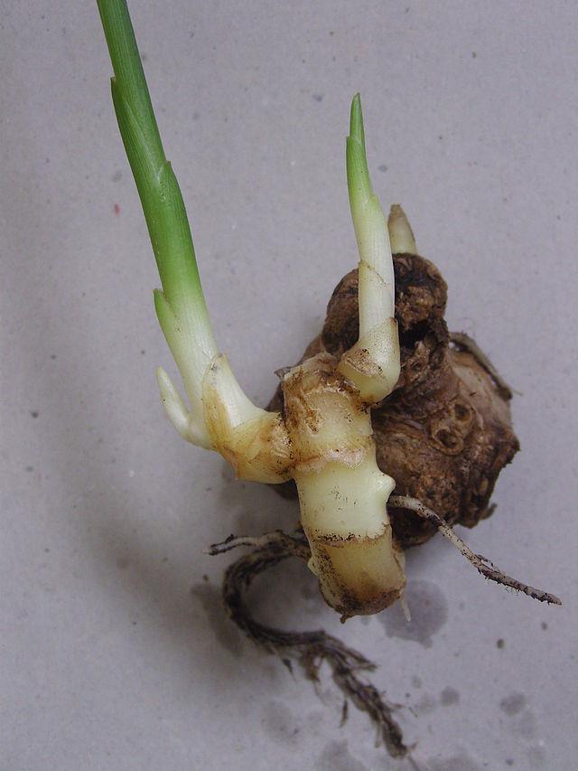 Rhizomes o Each node can send out roots and stems and develop into a whole new plant.