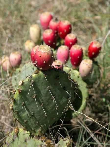 Cladodes Opuntia spp. (Prickly Pear) (http://en.wikipedia.