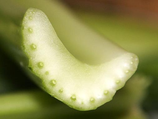 Stems A cross section of Apium graveoluns (Celery) Apiaceae (http://en.wikipedia.