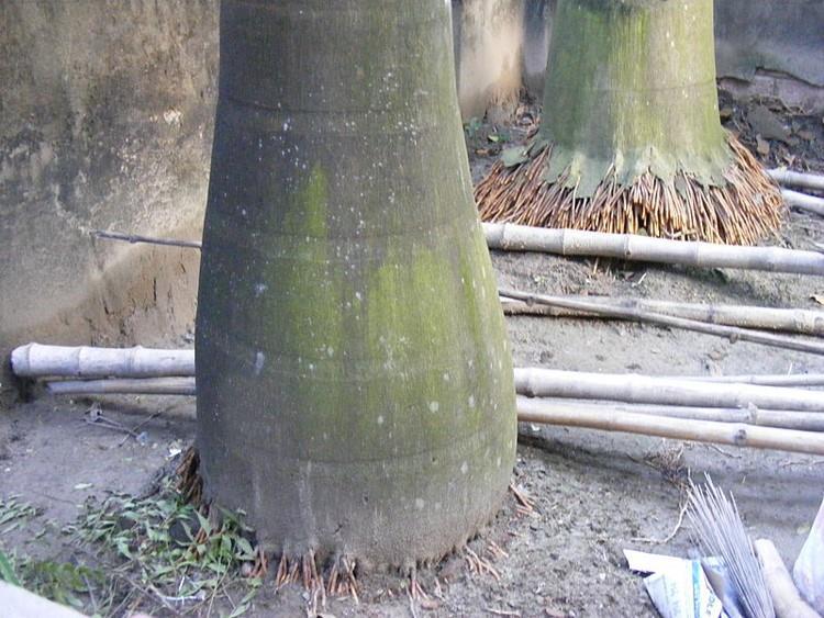 org/wiki/roystonea_regia) Phyllostachys bambusoides (Bamboo) (Poaceae