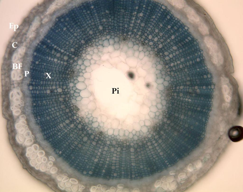 Stem Cross-Section of a Dicot Flax stem crosssection, showing locations of underlying tissues Ep = epidermis C = cortex BF = bast