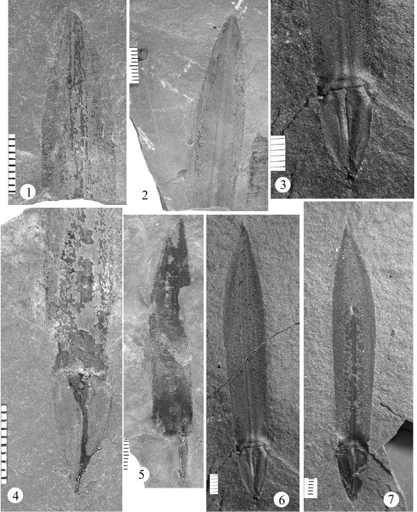 348 Plate 124. Figure 1-6: Lepidostrobophyllum cf majus Fig. 1, UF 34374; Fig. 2, UF 34369a; Fig.