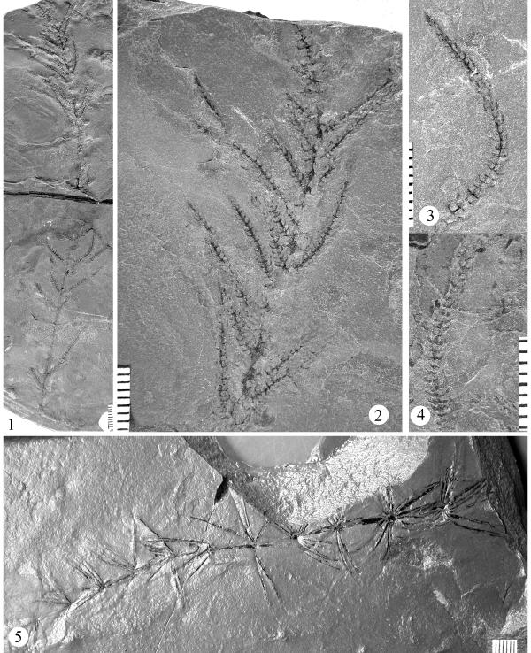 350 Plate 126. Figure 1-4: Asterophyllites charaeformis Fig. 1, 2, UF 34373a, Fig. 2 is an enlargement of upper portion of the branch shown in Figure 1.; Fig. 3, UF34010; Fig. 4, UMC-P.