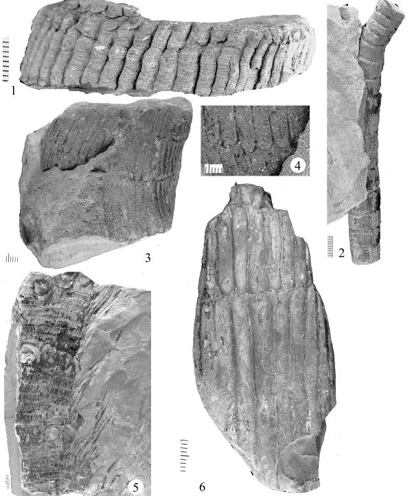 Plate 127. Figure 1: Calamites undulatus UF 34047. Pith cast of Calamites showing one node.