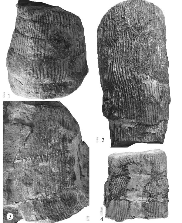 352 Plate 128. Figure 1, 4: Calamites undulatus Fig. 1, UCM-P 176; Fig. 4, UF 34018.