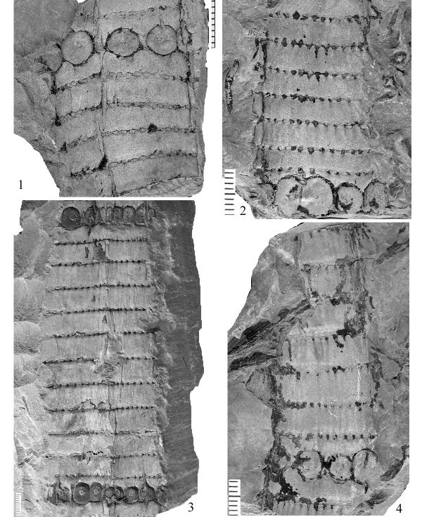 Plate 129. Figure 1-4: Calamites goepperti Fig. 1, UF 36866; Fig. 2, UF 48553; Fig. 3, UCM-P 201; Fig. 4, UF 33992.