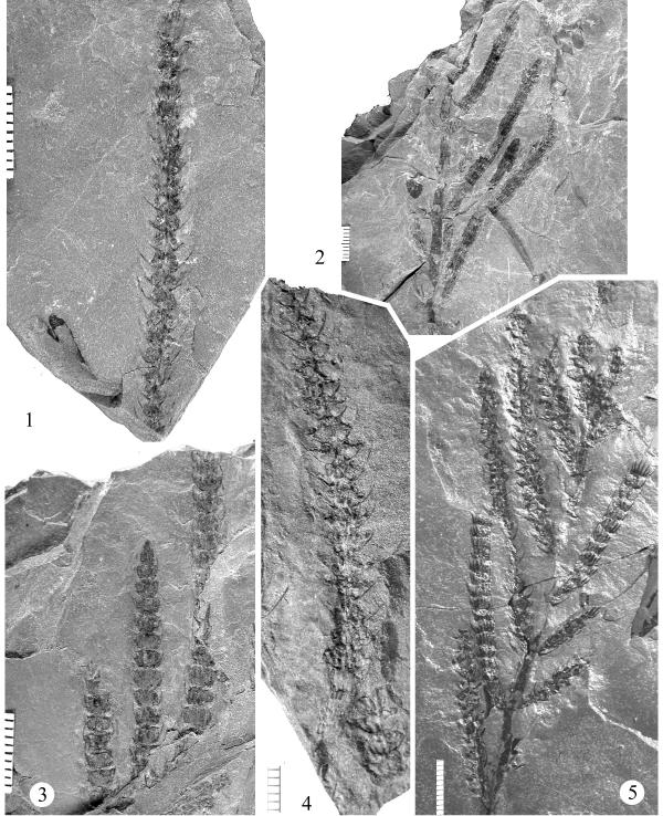 354 Plate 130. Figure 1: Calamostachys sp. Fig. 1, UF 34011. Isolated cone that shows the sporangia borne mid way between the sterile vegetative whorls. Figure 2, 3, 5: Calamostachys sp. Fig. 2, UF 34044; Fig.