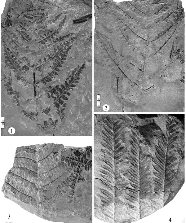 Plate 131. Figure 1-3: Alethopteris valida Fig. 1, UF 34037; Fig. 2, UF 34037 ; Fig. 3, UF 34036.