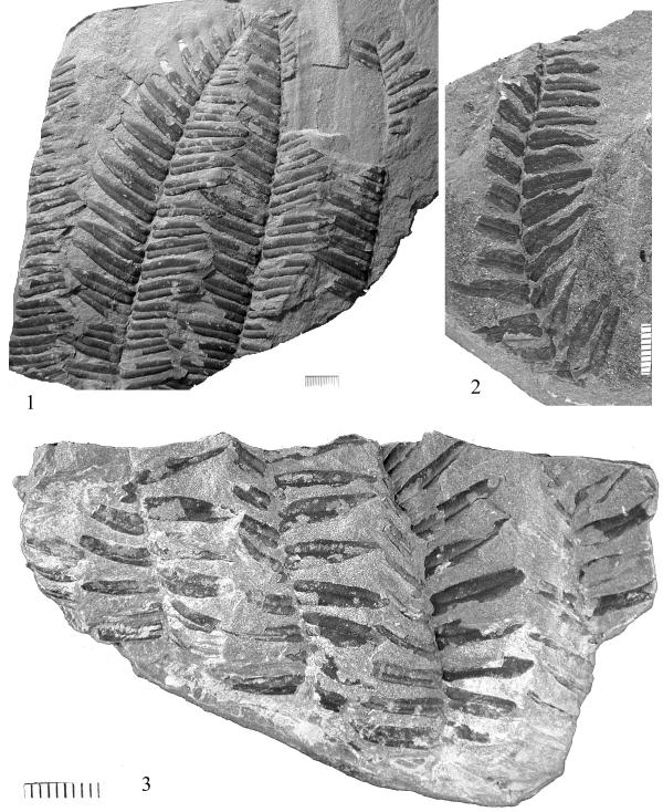 Plate 135. Figure 1: Neuralethopteris biformis Fig. 1, UCM-P 158. Compression of whole or partial, 4 pinnae with numerous pinnules. Foliage of seed fern plants such as Medullosa.
