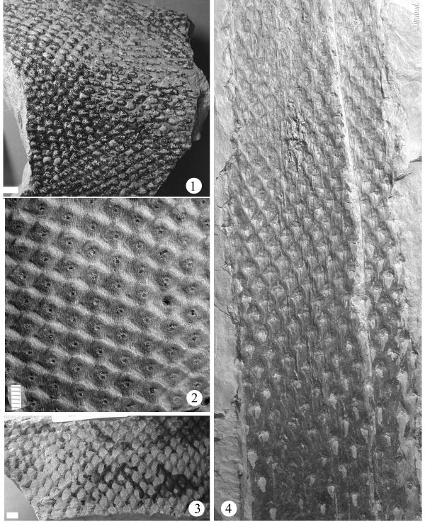 342 Plate 118. Figure 1, 2, 3 Lepidophloios laricinus Fig. 1, UCM-P 155; Fig. 2, UCM-P 159; Fig 3, UCM-P 160. Fig. 2 shows the typical wide triangular-shape of Lepidophloios leaf cushion with the leaf scar in the lower half of the cushion.