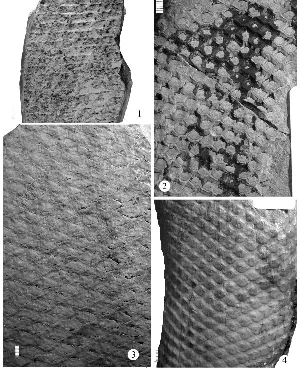 Plate 119. Figures 1, 3, 4: Lepidophloios laricinus Fig. 1, UF 34371; Fig. 3, UCM-P 172; Fig. 4, UCM-P 180. Figs.