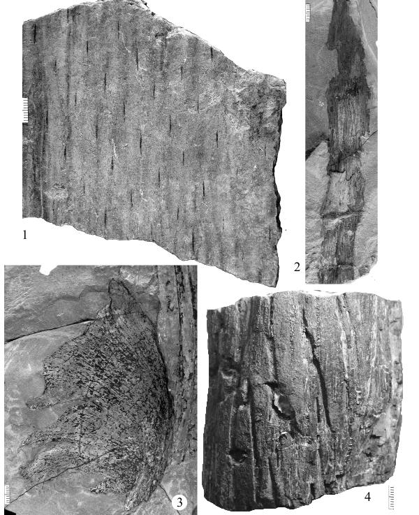 Plate 121. Figure 1: Aspidiopsis sp. UF 34013. Deeply decortified layer or internal cast of the innermost layer of the tough and thick outer cortex of a Lycopod tree or large branch.