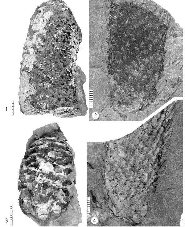 346 Plate 122. Figure 1, 3: Lepidostrobus sp. B Fig. 1, UF 34375; Fig. 3, UF 34042.