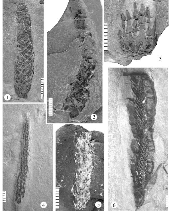 Plate 123. Figure 1, 5: Lepidostrobus sp. A Fig. 1, UF 34007; Fig. 5, UF 34372. Compressions of lycopod cones showing overlapping sporophylls. Figure 2: Sigillariostrobus quadrangulatus UF 34367.
