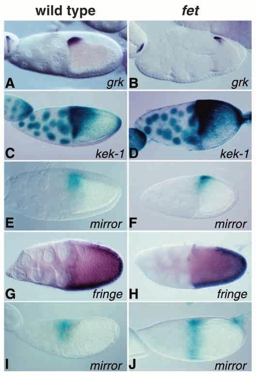 capicua acts in ovarian follicle cells 4557 embryos were completely dorsalized (Fig.
