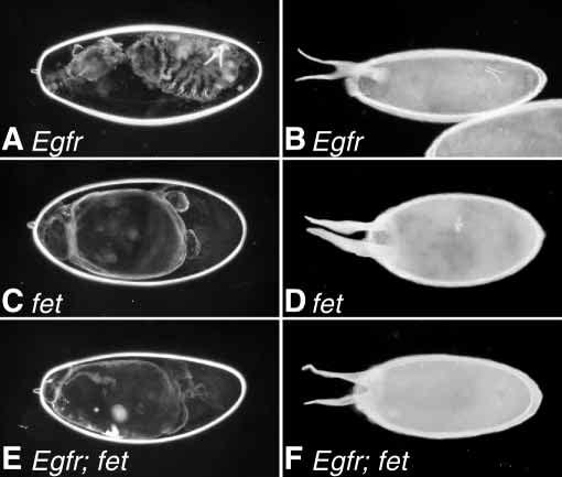 4558 D. J. Goff, L. A. Nilson and D. Morisato Fig. 5. fet is required for pipe expression in ventral follicle cells.