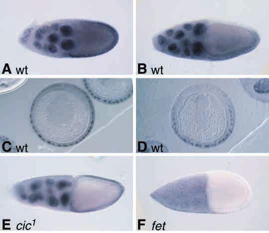 4560 D. J. Goff, L. A. Nilson and D. Morisato Fig. 7. Fet/Cic protein is expressed in follicle cell nuclei.