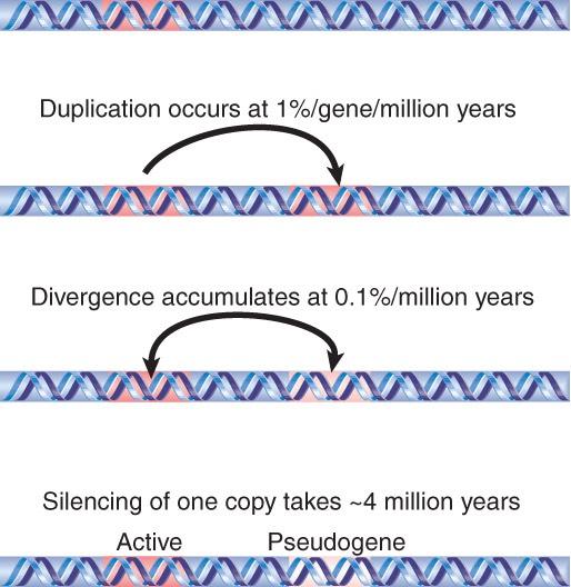 Gene Duplication Major Force in Genome Evolution After a globin