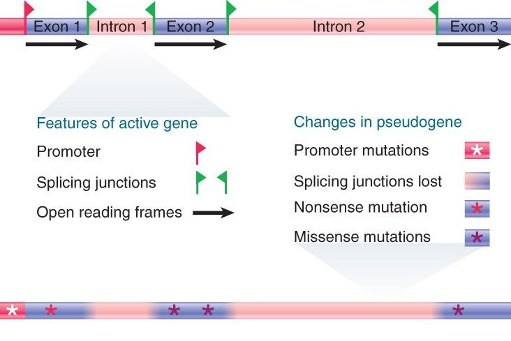 Pseudogenes Are Nonfunctional Gene Copies Processed pseudogenes result from reverse transcription and integration of mrna transcripts.