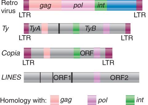 Although retroelements that lack LTRs, also transpose via reverse transcriptase, they employ a distinct method of integration and are phylogenetically distinct from both retroviruses and LTR