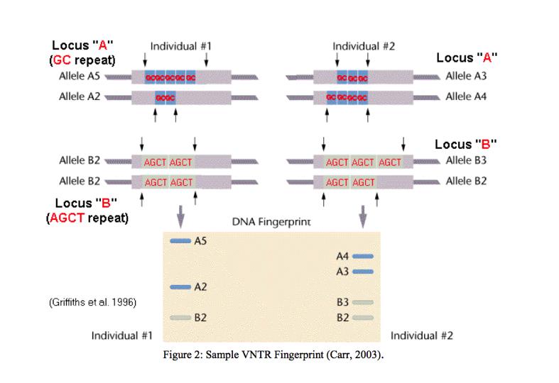 DNA fingerprinting Analysis of the differences between individuals of restriction fragments that contain short repeated sequences, or by PCR.