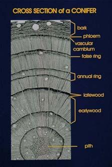 Tree rings provide a record of local climate during the life of the tree New growth rings are generated just under the bark (vascular cambium) Each annual