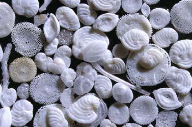 Foraminifera, or 'forams' as they are often