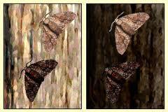 Peppered Moths: