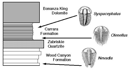 The order of fossils in sedimentary rocks was the same all over England. This is the Law of Succession. Here s an example. On the left is a diagram of rock layers.