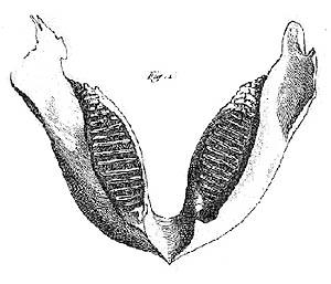 Cuvier compared this jaw of an ancient elephant-like beast called a mammoth.