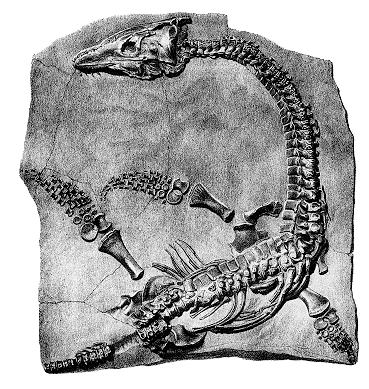 Older fossils included less familiar beasts, such as the vaguely rhino-like titanothere in the center.
