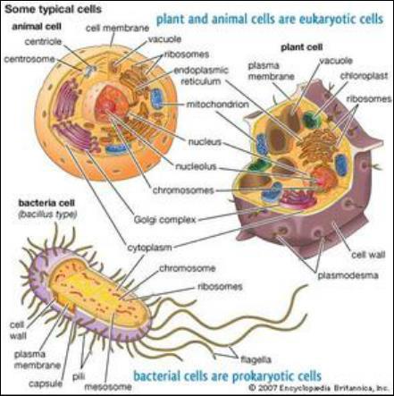 Explore! Use the following websites to explore the different types of cells: 1. Cell structure 2. What makes a prokaryote? (Click "Next") 3. Cells Alive! 4. Read and practice tests 5.