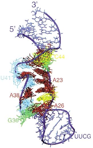 Why is RNA harder to study than DNA? Overlap of ribose H2, H3, H4, H5, H5!