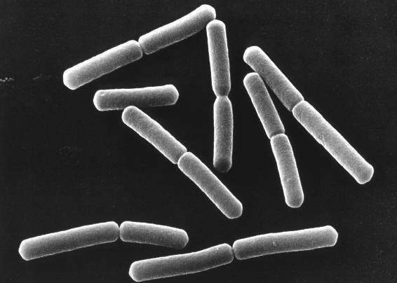 Bacillus subtilis Chassis Gram positive soil bacteria Well characterized Naturally competent