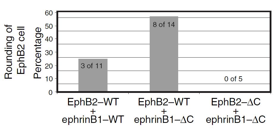 when ephrinb1 endocytosis was blocked by a C-terminal truncation (CFP ephrinb1- C), markedly different cell behaviour was observed rapid co-clustering with EphB2 YFP occurs after contact, but these