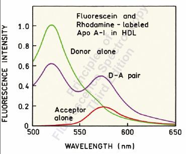 can be measured via ntensity in both channels Fluorescence lifetime of