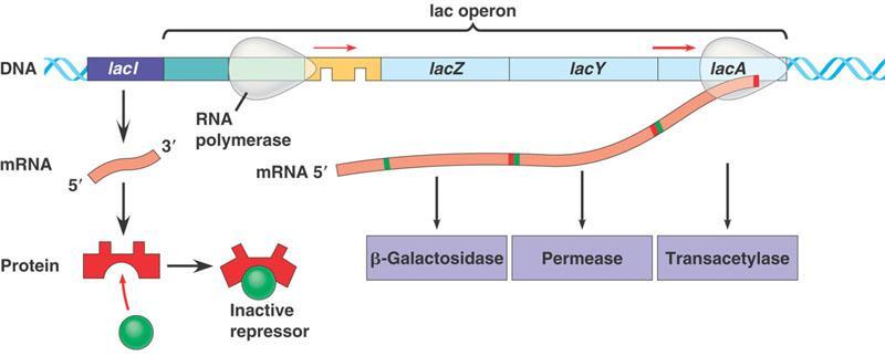 Regulation of Gene Expression: Prokaryotic Prokaryotic Gene Regulation: OPERONS The Lac