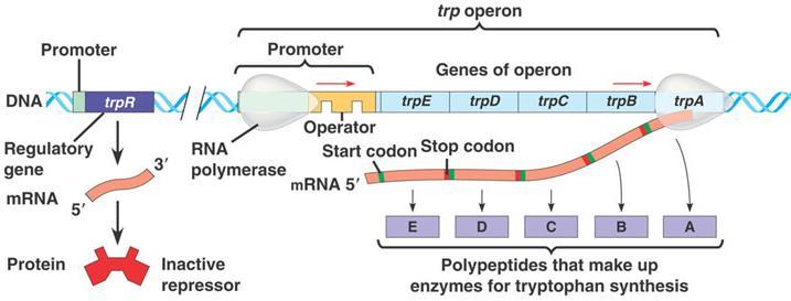 Regulation of Gene Expression: Prokaryotic Prokaryotic Gene Regulation: OPERONS The