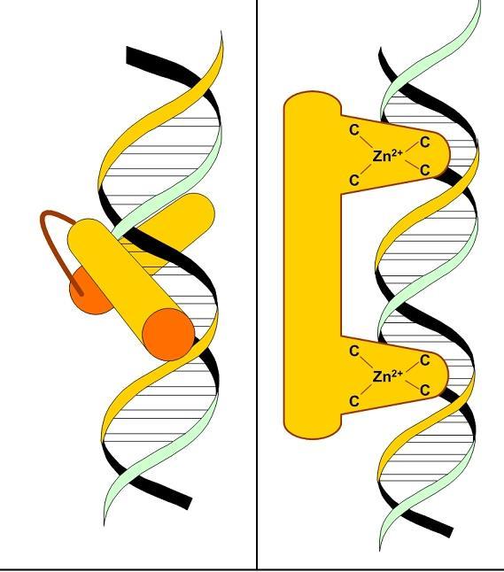 Regulation of Gene Expression: Eukaryotes Transcription factors Bind to the minor and major grooves of the DNA Double helix Transcription factor DNA binding motifs